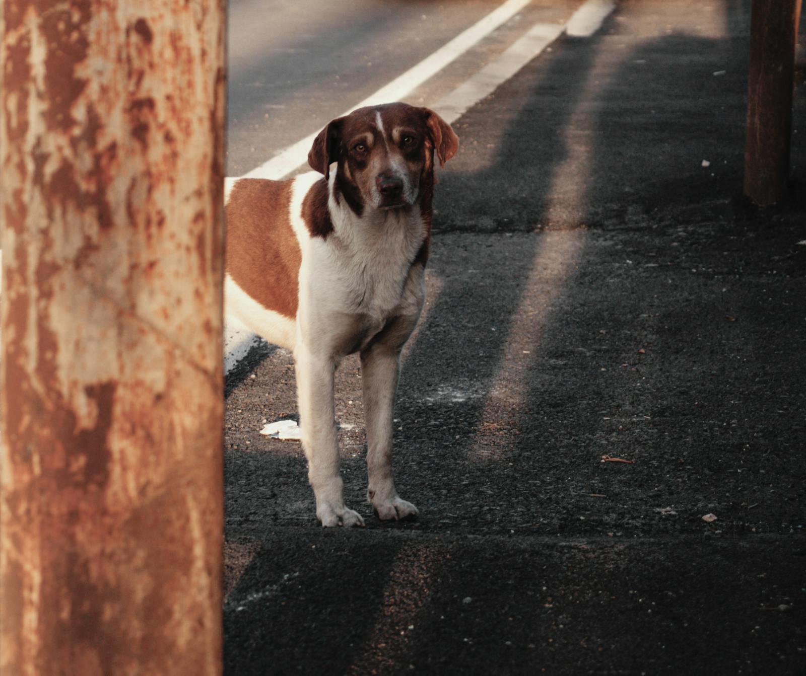 Day 47 on the Liloan Corridor: the dog who finally let us close