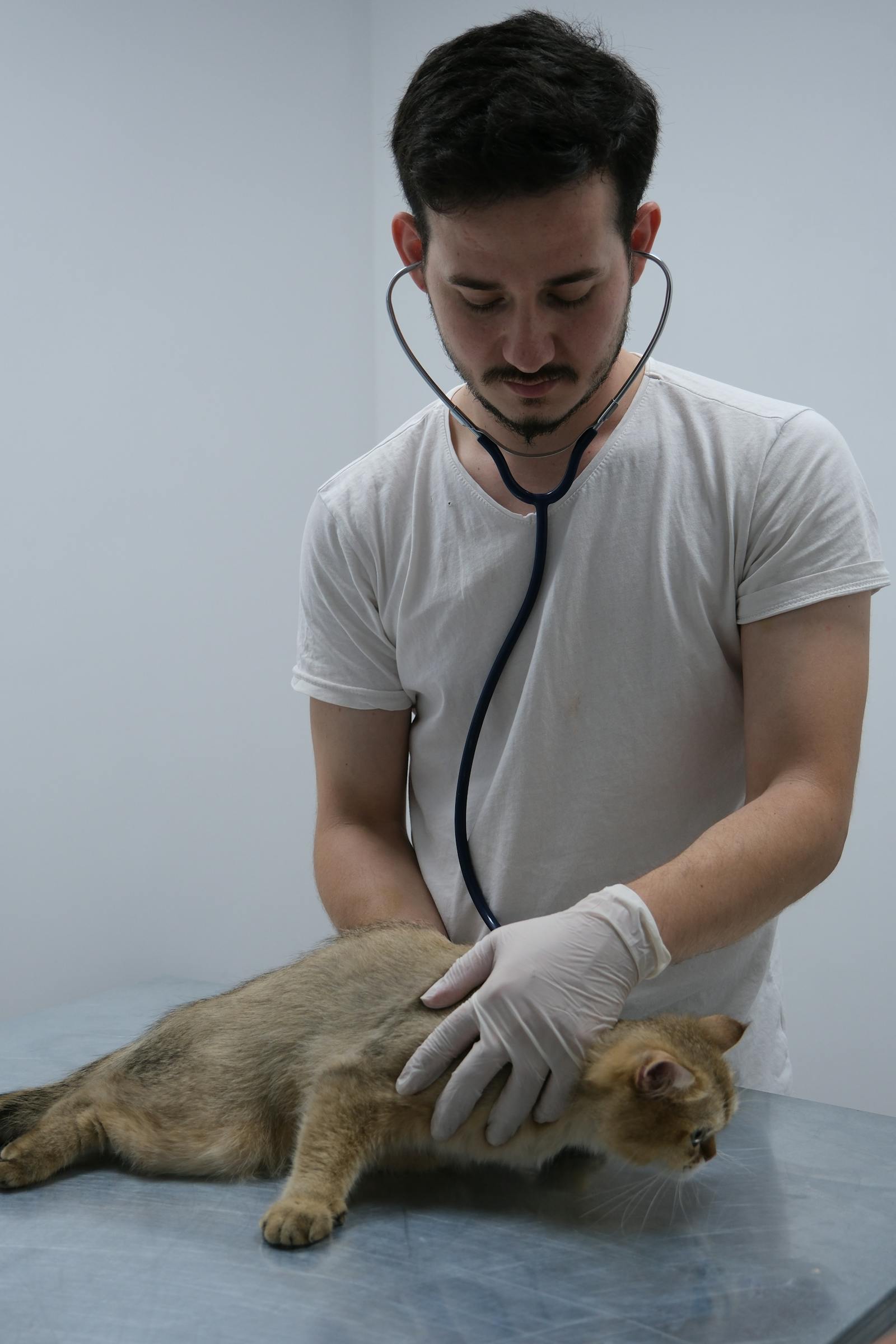 Spay, neuter, repeat: why TNR is the most ethical population strategy